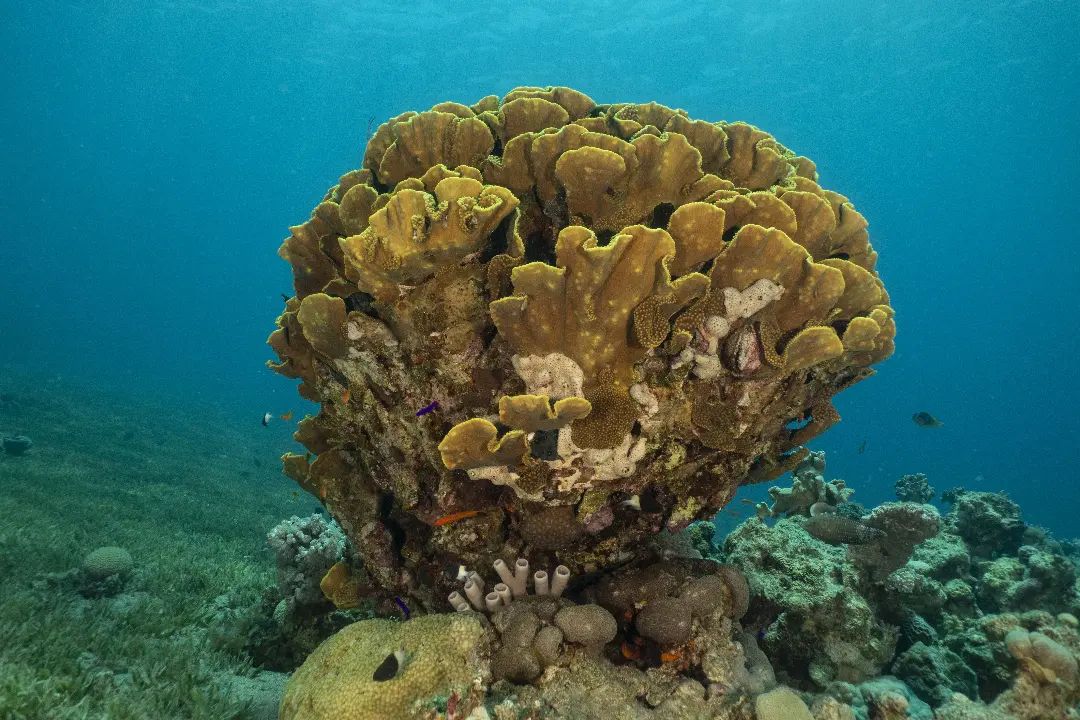 Description of the image