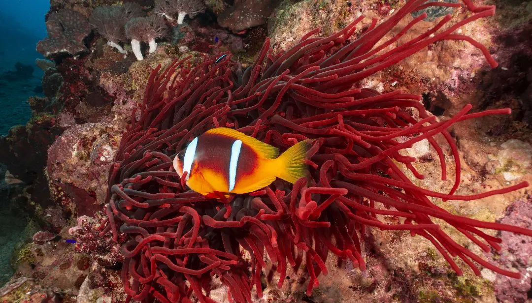 Description of the image